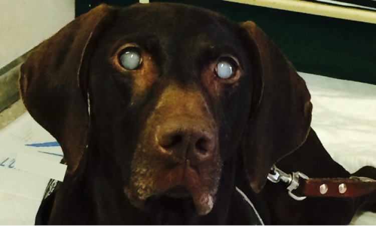 Il diabete e la vista nel cane: la cataratta diabetica